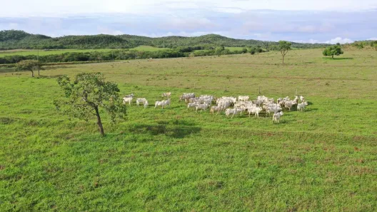 Fazenda/Sítio com 4 Quartos à venda, 6000000m² no , Padre Bernardo