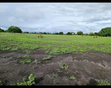 Fazenda/Sítio à venda no , Buritis