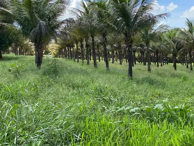 Fazenda/Sítio com 2 Quartos à venda, 96800m² no , Bonfinópolis
