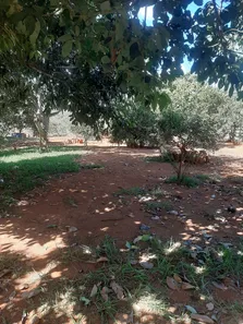 Fazenda/Sítio com 3 Quartos à venda, 20000m² no Área Rural de Brazlândia, Brasília