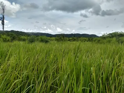 Fazenda/Sítio com 1 Quarto à venda, 484000000m² no , Babaçulândia