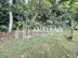 Unidade do condomínio Bosque dos Cambucas - Centro, Guapimirim - RJ