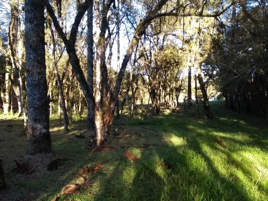 Foto 1 de Fazenda/Sítio à venda, 145000m² em Centro, Campo do Tenente