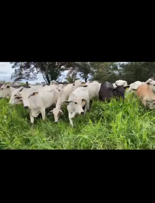 Foto 1 de Fazenda/Sítio à venda em Setor Oeste, Planaltina