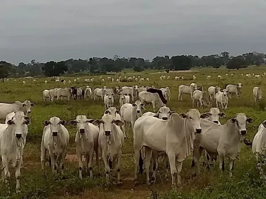 Foto 1 de Fazenda/Sítio com 5 Quartos à venda, 105930000m² em , Pontes E Lacerda