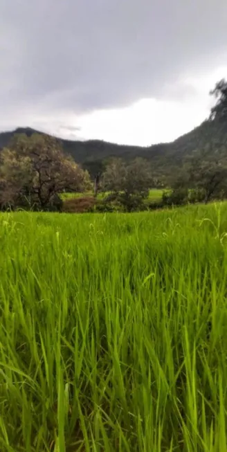 Foto 1 de Fazenda/Sítio com 2 Quartos à venda, 73m² em Zona Rural, Colinas do Sul