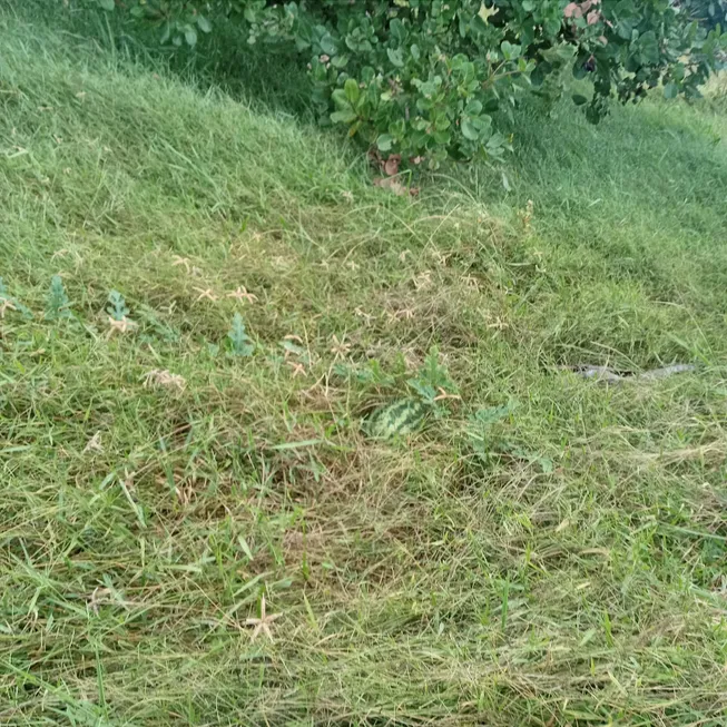 Foto 1 de Fazenda/Sítio com 3 Quartos à venda, 7500m² em Zona Rural, Ceará Mirim