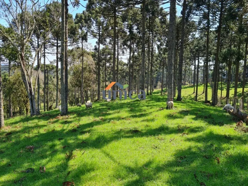 Foto 1 de Lote/Terreno à venda, 60000m² em , Campo Alegre