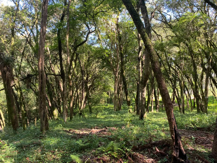 Foto 1 de Lote/Terreno à venda, 1000m² em Butiatuvinha, Curitiba