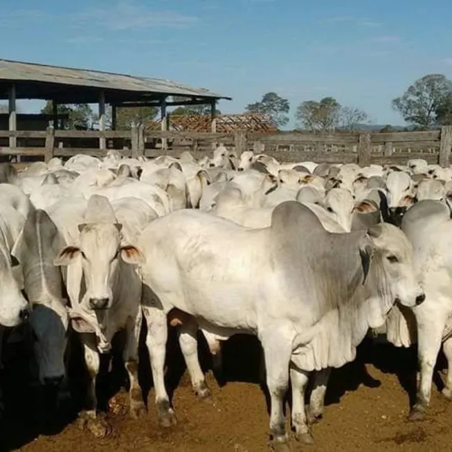 Foto 1 de Fazenda/Sítio com 1 Quarto à venda, 2000m² em Jardins Valencia, Goiânia