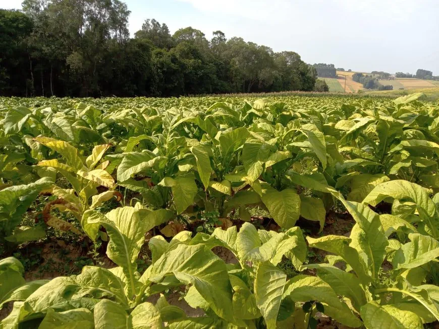 Foto 1 de Fazenda/Sítio com 3 Quartos à venda, 130000m² em , Antônio Olinto