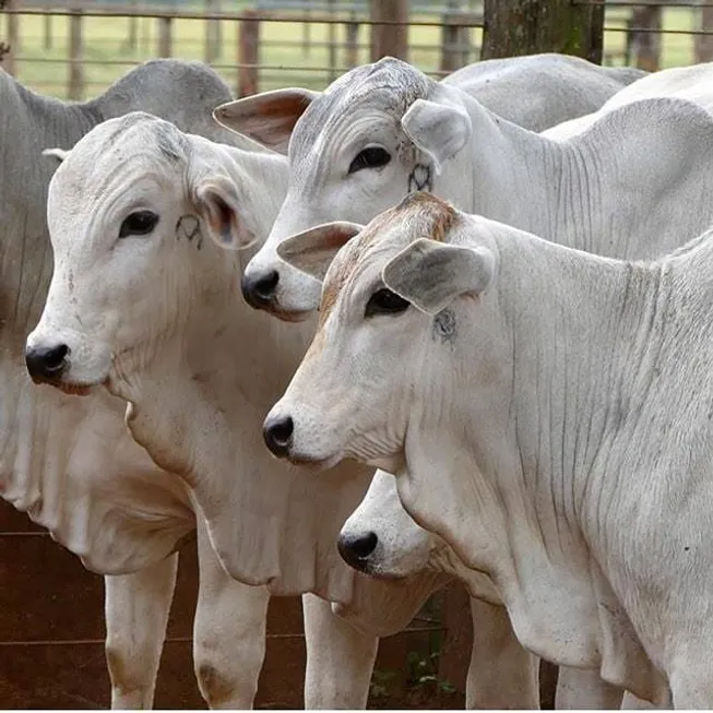 Foto 1 de Fazenda/Sítio à venda em Centro Sao Francisco Xavier, São José dos Campos