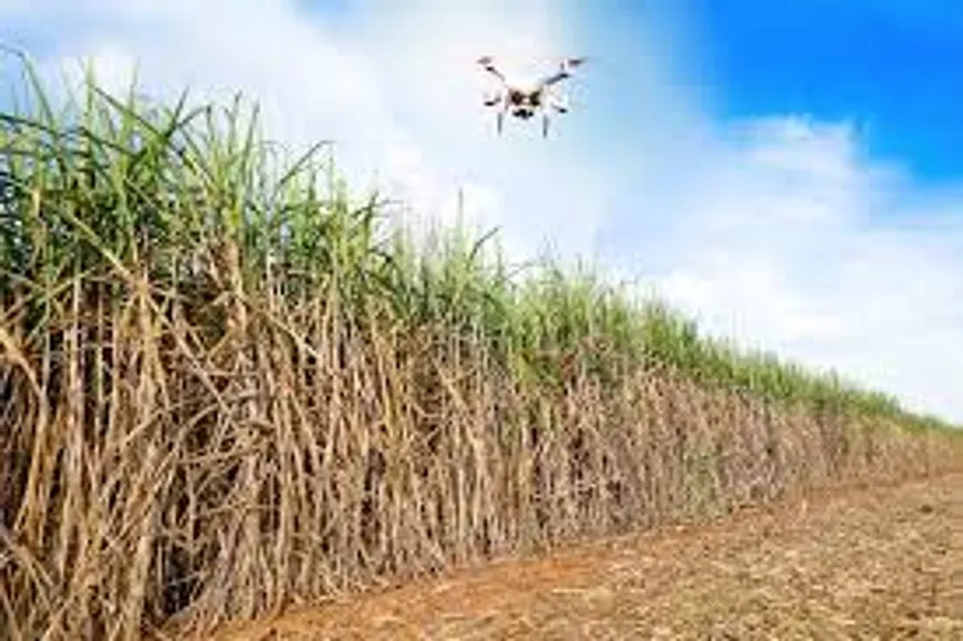 Foto 1 de Fazenda/Sítio à venda, 500m² em , Albertina