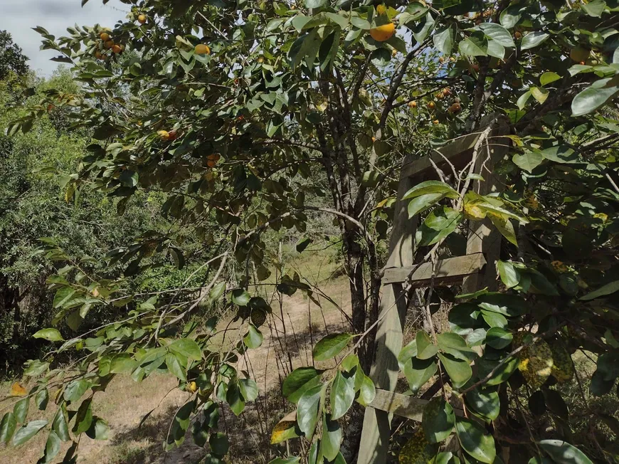 Foto 1 de Lote/Terreno à venda, 20000m² em Centro, Fortuna de Minas