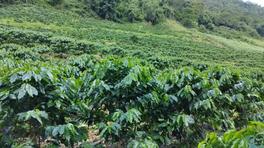 Foto 1 de Fazenda/Sítio com 1 Quarto à venda, 100m² em , Conceição do Castelo