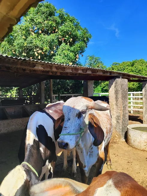 Foto 1 de Fazenda/Sítio com 4 Quartos à venda, 130m² em Zona Rural, São José de Mipibu