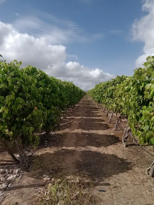 Foto 1 de Fazenda/Sítio com 3 Quartos à venda, 200m² em Centro, São Mateus