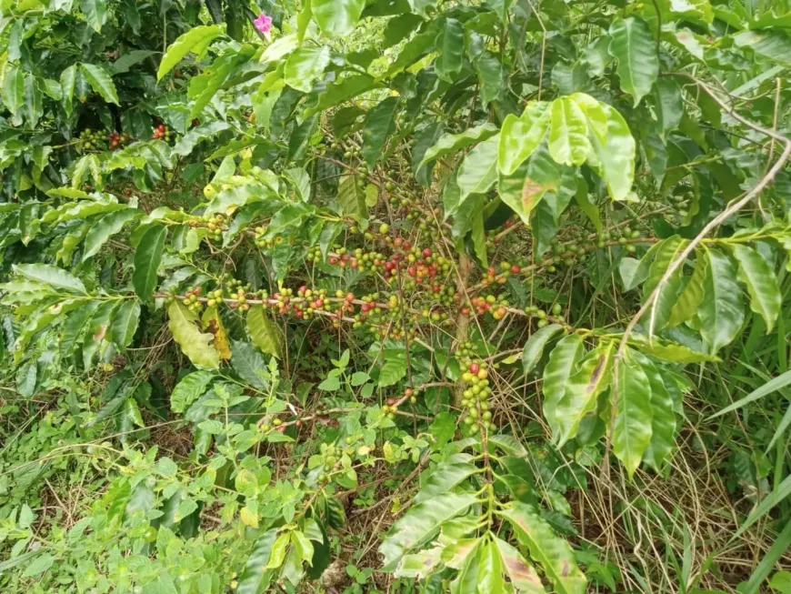 Foto 1 de Fazenda/Sítio com 1 Quarto à venda, 100m² em , Fervedouro