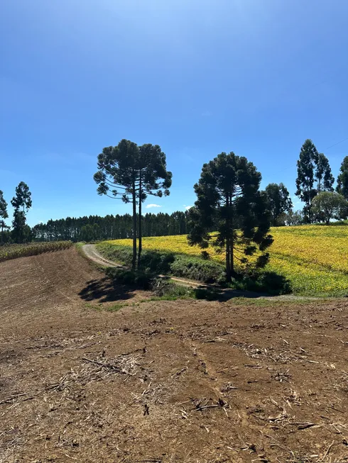 Foto 1 de Fazenda/Sítio à venda, 20000m² em Zona Rural, Campo Alegre