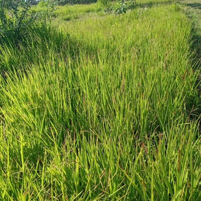 Foto 1 de Fazenda/Sítio à venda, 490000m² em , Macaíba