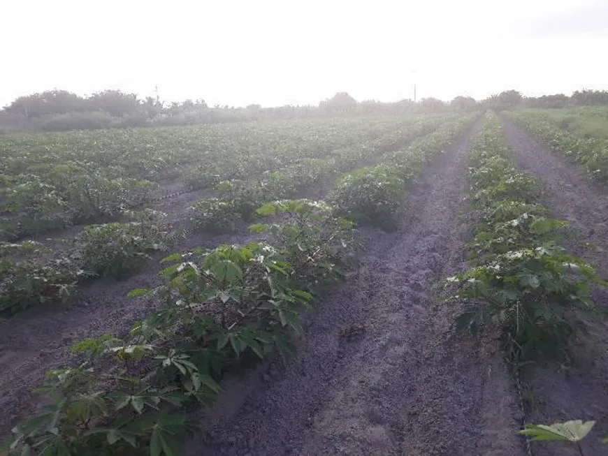 Foto 1 de Fazenda/Sítio com 3 Quartos à venda, 20000m² em Sitio Arena, São José de Mipibu