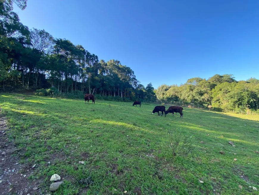 Foto 1 de Fazenda/Sítio com 1 Quarto à venda, 35000m² em , Carlos Barbosa