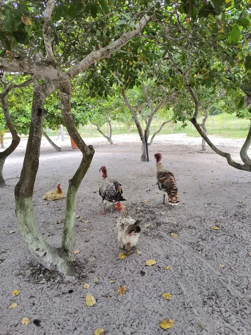 Foto 1 de Fazenda/Sítio com 3 Quartos à venda, 10000m² em Monte Alegre, Monte Alegre