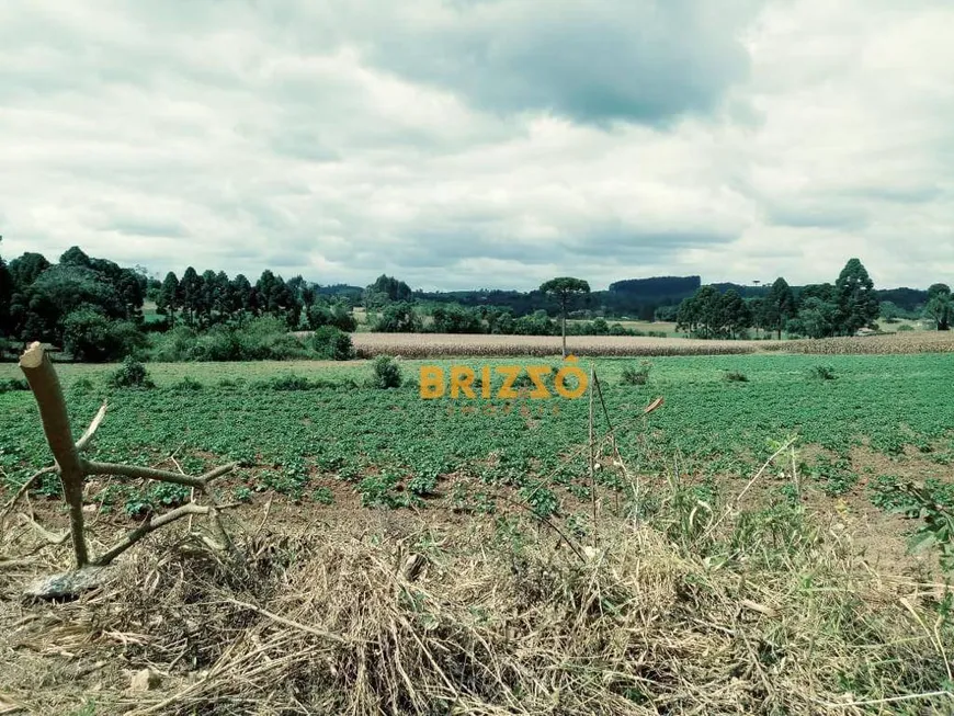 Foto 1 de Fazenda/Sítio com 3 Quartos à venda, 190m² em Centro, Campo Magro