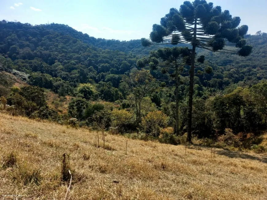 Foto 1 de Lote/Terreno à venda, 20000m² em Centro, Senador Amaral