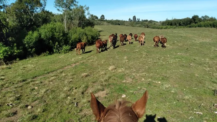 Foto 1 de Fazenda/Sítio com 3 Quartos à venda, 2600000m² em Centro, Bagé