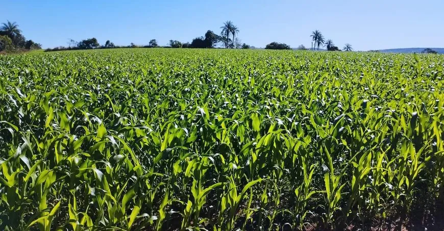 Foto 1 de Fazenda/Sítio com 1 Quarto à venda, 1100000m² em Zona Rural, São Gotardo