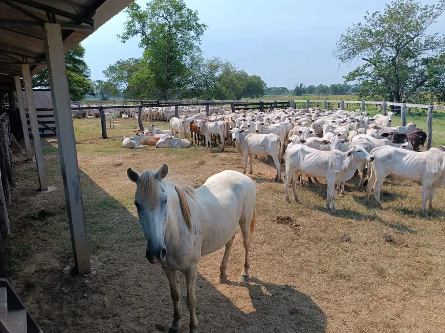 Foto 1 de Fazenda/Sítio com 4 Quartos à venda, 16499000m² em Centro, Poconé