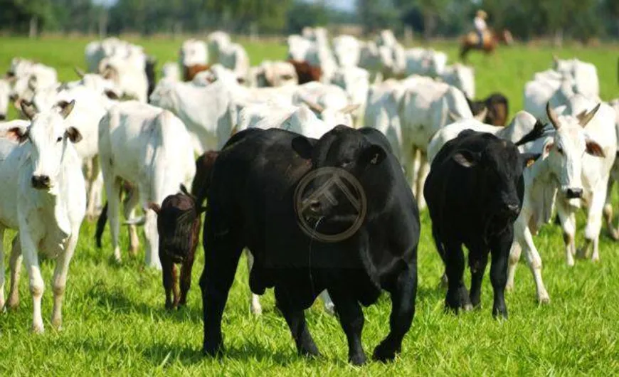 Foto 1 de Fazenda/Sítio à venda, 2480000m² em Centro, Campina da Lagoa