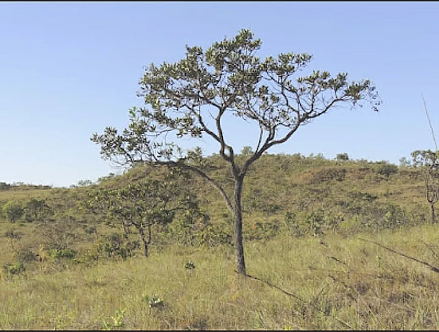 Foto 1 de Fazenda/Sítio com 1 Quarto à venda, 400000m² em Zona Rural, Tiros