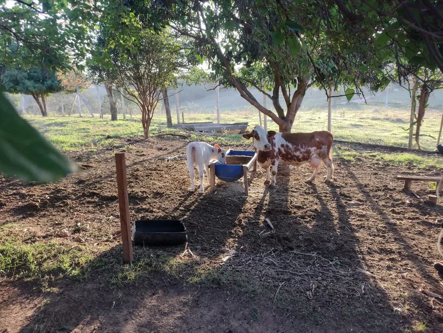 Foto 1 de Fazenda/Sítio com 4 Quartos à venda, 24000m² em Zona Rural, Elias Fausto