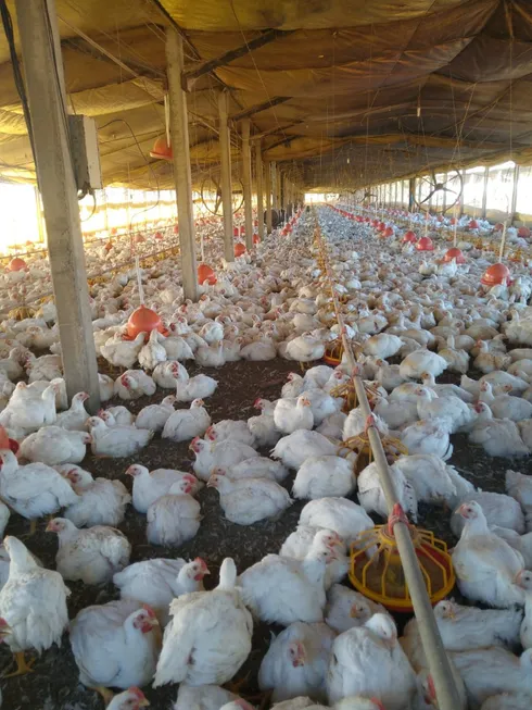 Foto 1 de Fazenda/Sítio com 6 Quartos à venda, 17000m² em Centro, Laranjal Paulista