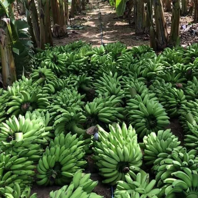 Foto 1 de Fazenda/Sítio com 3 Quartos à venda, 50000m² em Centro, Touros