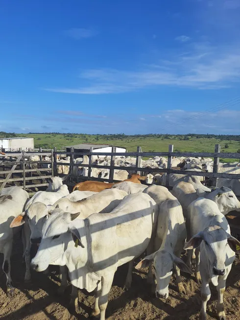 Foto 1 de Fazenda/Sítio com 3 Quartos à venda, 210000m² em Monte Alegre, Monte Alegre