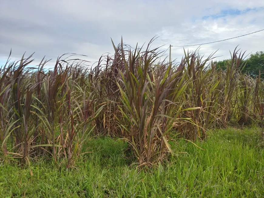 Foto 1 de Fazenda/Sítio com 3 Quartos à venda, 11500m² em Monte Alegre, Monte Alegre