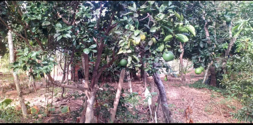 Foto 1 de Fazenda/Sítio com 1 Quarto à venda, 740m² em Zona Rural, Colinas do Sul