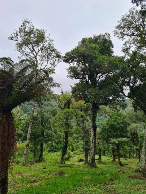 Foto 1 de Lote/Terreno à venda, 3400m² em , São Francisco de Paula