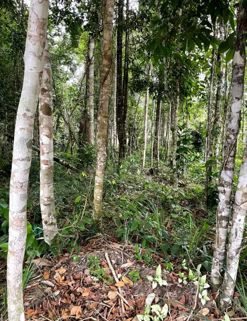 Foto 1 de Lote/Terreno à venda, 1000m² em Arraial D'Ajuda, Porto Seguro