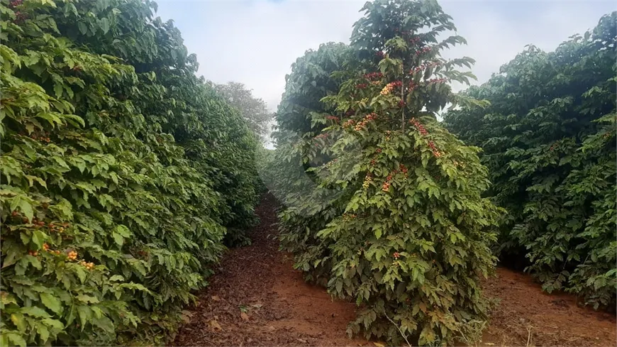 Foto 1 de à venda, 3466800m² em Centro, Turvolândia