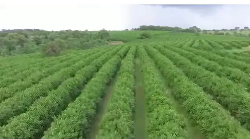 Foto 1 de Fazenda/Sítio à venda, 100m² em Zona Rural, Indiaporã