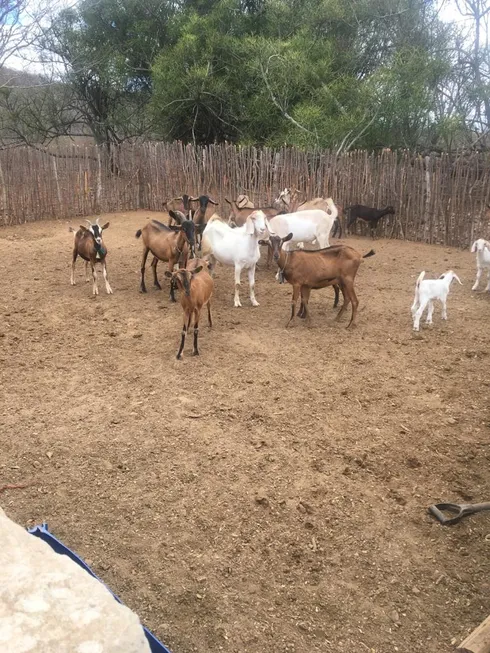 Foto 1 de Fazenda/Sítio com 3 Quartos à venda, 80m² em Centro, São Caitano