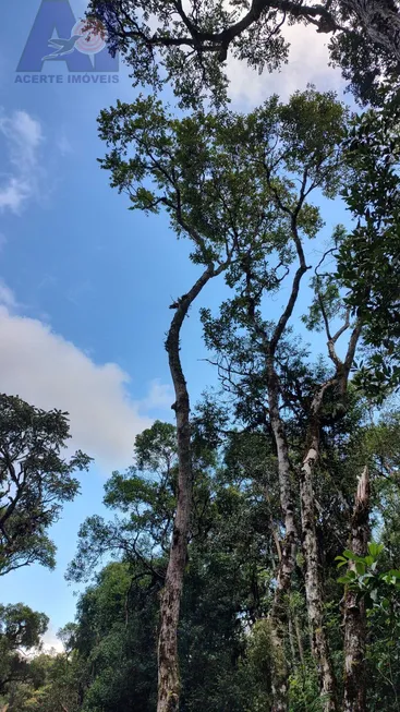 Foto 1 de Lote/Terreno à venda, 38000m² em Bateias de Baixo, Campo Alegre