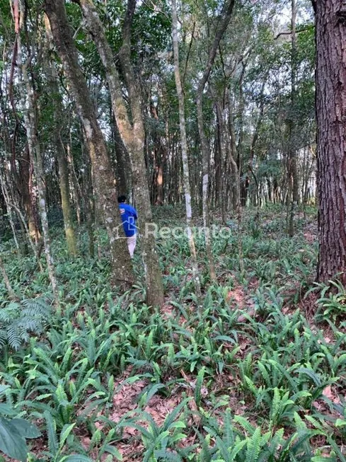 Foto 1 de Fazenda/Sítio à venda, 196000m² em Linha Quilombo, Gramado