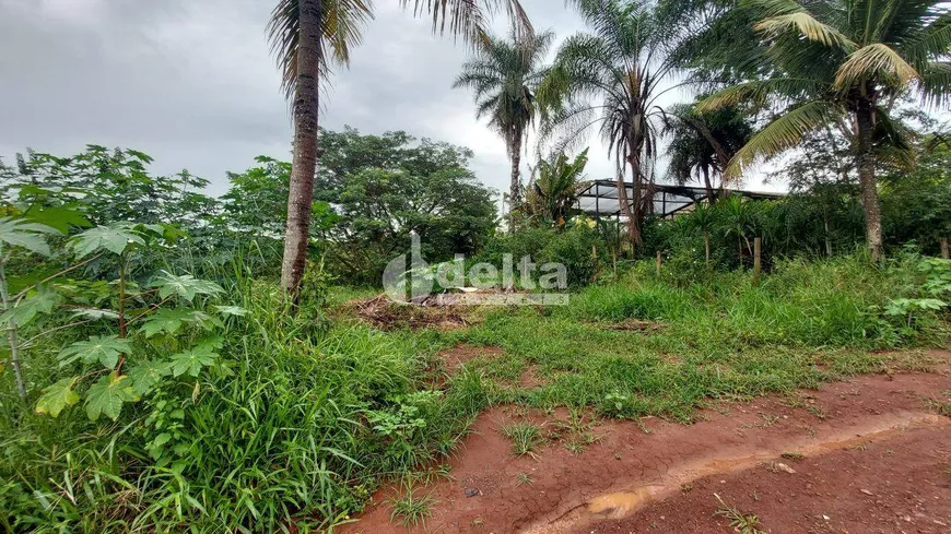 Foto 1 de Lote/Terreno para alugar, 1353m² em Shopping Park, Uberlândia