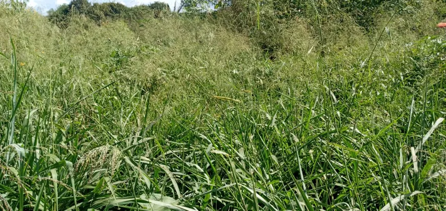 Foto 1 de Fazenda/Sítio com 1 Quarto à venda, 500000000m² em Zona Rural, 