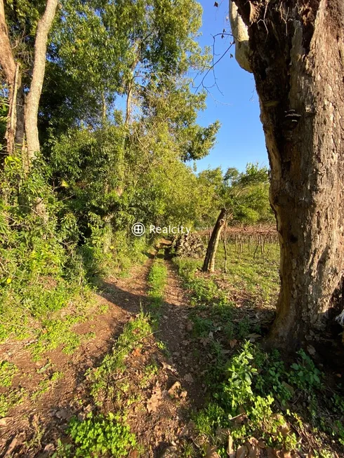 Foto 1 de Lote/Terreno à venda, 20000m² em Vale dos Vinhedos, Bento Gonçalves